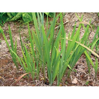                       Rhapis excelsa                                              
