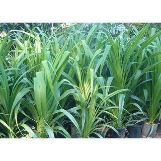 Kapebonavista Pandan sapling plants, 7 months old (annpurna plants), pandanus amaryllifolius Kapebonavista Pandan sapling plants, 7 months old (annpurna plants), pandanus amaryllifolius