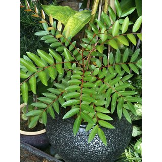                       Kapebonavista simarouba glauca three year plant                                              