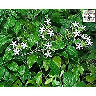                      Kapebonavista plumbago zeylanica four month old                                              