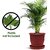 AFFIX  ENTERPRISES Flower Pot with Bottom Tray Set - Home Garden Office Plant Pot Balcony Flowering Planter (9-Inch, Bro