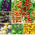 6 kinds of different tomato seeds mixed seeds