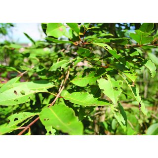                       Kapebonavista syzygium cumini two year plant, jamun,                                              