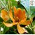 Kapebonavista champa sapling plant, golden champa, swarn champa, champaca michelia