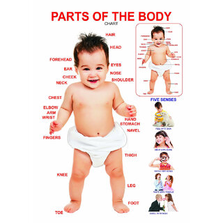 Voorkoms Parts of Body Chart - Early Learning Educational Chart For Kids Perfect For Home School