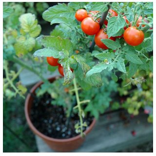                       Tomato Red Round High Germination Seeds - Pack Of 200 Seeds Premium Quality                                              