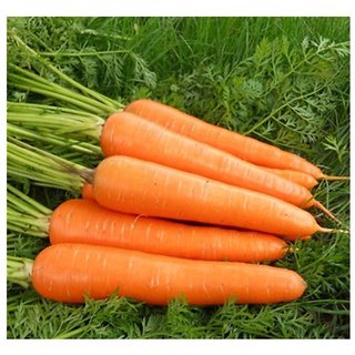                       Orange Carrot Vegetables Seeds For Home Garden - Pack Of 50 Seeds Premium Quality                                              