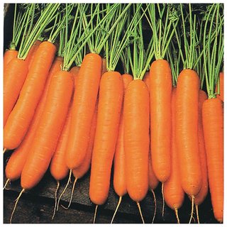                       Orange Carrot Vegetavles Advance Seeds - Pack Of 50 Seeds Premium Quality                                              