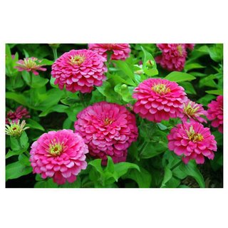                       Zinnia Double Pink Flower Exotic Seeds - Pack Of 40 Seeds Premium Quality                                              