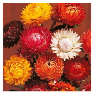                       Helichrysum Flower Multi Colour Flower Better Germination Flower Seeds - Pack Of 40 Seeds                                              