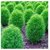 Kochia Ornamental Green Shrub High Quality Seeds - Pack Of 50 Seeds Premium Quality (Organic)