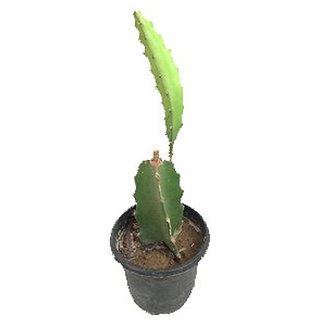 Buy Plant House Live Dragon Fruit Pink Pitaya Pitahaya Honolulu Queen Very Nutritious Fruit Cactus Plant With Pot Online 299 From Shopclues