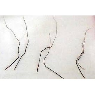                       Modern Plants -  Set Of 6 Pieces - Original Man Mohini, Raj Mohini Jadi, Vashikaran jadi / Mohini                                              