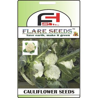                       FLARE SEEDS Cauliflower Organic Seeds - 50 Seeds Pack                                              