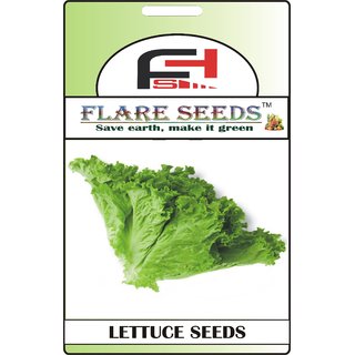                       FLARE SEEDS Lettuce Green Seeds - 50 Seeds Pack                                              