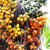 Plant House Live Hybrid Dwarf Rare Arecanut, Areca nut, Betel nut Plant - 1 Live Healthy Plant