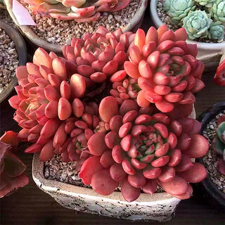Red Succulents Seeds Rare Succulent Potted Plant Home Room Garden Decor