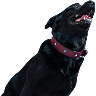Tame Love Premium quality imported stone stud fancy Collar for strong adult dog (1.50 inches) available in Red color