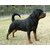 Tame Love Dog Rope Leash for medium and large  Sized breed Dogs with Strong cast Hook with spring  (22MM) color may vary