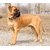 Tame Love Dog Rope Leash for medium and large  Sized breed Dogs with Strong cast Hook with spring  (22MM) color may vary