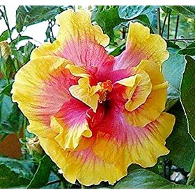Plant House Live Hybrid Rare Gudhal, Hibiscus Multi-color Double Petal Flowering Plant