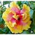 Plant House Live Hybrid Rare Gudhal, Hibiscus Multi-color Double Petal Flowering Plant