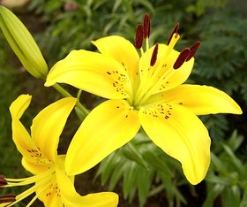 INFINITE GREEN Live Yellow Lilium Lancifolium, Tiger lily Rare Lovely Amazing Flower Plant - 1 Live Healthy Plant