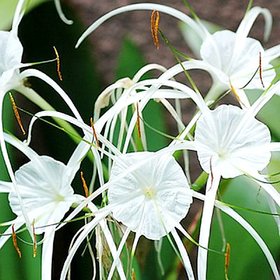 INFINITE GREEN Live White Spider Lily, Hymenocallis littoralis, Beach Spider lily Super Attractive Flower Plant - 1