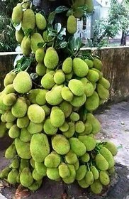 INFINITE GREEN Live Jack Fruit Tree Rare Tropical 1 Healthy Plant ' Dwarf Jackfruit ' Vietnam Kathal Early Bearing Plant