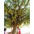 INFINITE GREEN Live 1 Healthy Rare Jack fruit Plant ' ALL SEASON ' Artocarpus heterophyllus Tropical Plant - 1 Plant