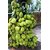 INFINITE GREEN Live Jack Fruit Tree Rare Tropical 1 Healthy Plant ' Dwarf Jackfruit ' Vietnam Kathal Early Bearing Plant