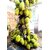 INFINITE GREEN Live All Season Jack Fruit SINDOORA VARIKKA Variety Jackfruit Kathal 1 Live Healthy Plant
