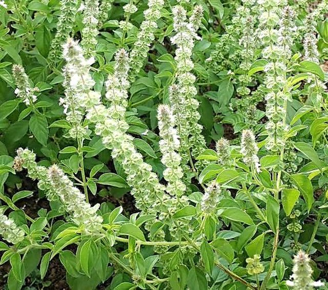 Plant House Live Van Tulsi Holy Basil Highly Aromatic Spicy Flavored Perennial Herb 1 Live Healthy Plant