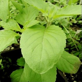 INFINITE GREEN Live Rama Tulsi, Sri Tulsi, Holy Basil, Ocimum tenuiflorum Green Herbal 1 Healthy Plant