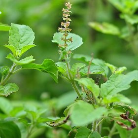 INFINITE GREEN Live Lakshmi Tulasi, Rama Tulsi, Holy Basil, Ocimum tenuiflorum Green Herbal 1 Healthy Plant