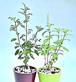 INFINITE GREEN Live 2 Tulsi Combo, Rama Shyama Tulsi Combo - 1 Rama tulsi plant + 1 Shyama tulsi plant