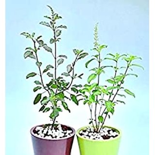 INFINITE GREEN Live 2 Tulsi Combo, Rama Shyama Tulsi Combo - 1 Rama tulsi plant + 1 Shyama tulsi plant