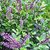 INFINITE GREEN Live Krishna Tulsi, Kali Tulsi, Ocimum tenuiflorum Black Herb Plant - 1 Live Healthy Plant