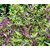 INFINITE GREEN Live Shyama Tulsi, Kali Tulsi, Ocimum tenuiflorum Black Herb Plant - 1 Live Healthy Plant