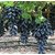 INFINITE GREEN  Black Seedless Long Grape/Angoor Sweet And Delicious Fruit Plant
