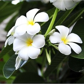INFINITE GREEN  Live White Champa / Plumeria Lovely Flower Plant