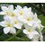 INFINITE GREEN  Live White Champa / Plumeria Lovely Flower Plant