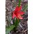INFINITE GREEN  Red Rain lily / Zephyranthes Rosea Beautiful Flower Ornamental Plant