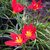 INFINITE GREEN  Red Rain lily / Zephyranthes Rosea Beautiful Flower Ornamental Plant