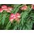 INFINITE GREEN   Albizia / Durazz Red Flower Medicinal Plant