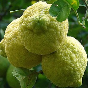 INFINITE GREEN  Rough Lemon / Neboo / Nimbu Delicious Fruit Plant
