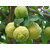 INFINITE GREEN  Rough Lemon / Neboo / Nimbu Delicious Fruit Plant