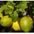 INFINITE GREEN   Nepali Oblong / Pat Nebu / Lemon / Nimbu Delicious Fruit Plant