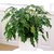 Plant House Live Philodendron Green Xanadu - Zanadu Indoor Outdoor Decorative Plant - 1 Live Plant