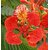 Plant House Gulmohar / Royal poinciana / Delonix regia Plant Seeds ( 21 Speed Per Pack )